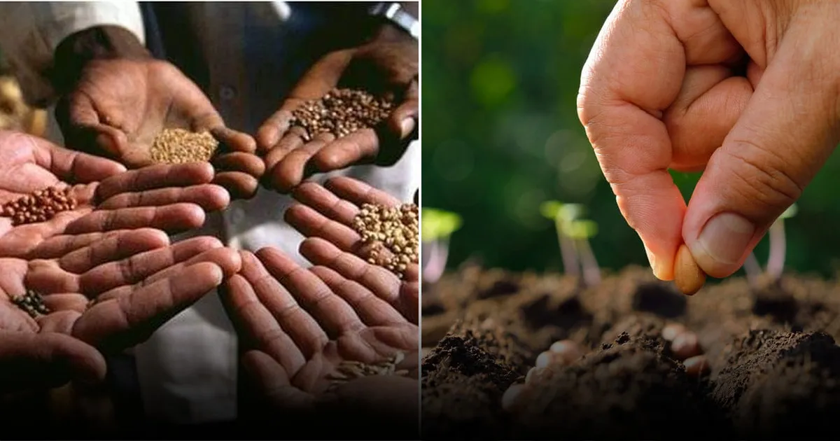 Время всходов 2 дня: как правильно замочить семена для мгновенного пробуждения