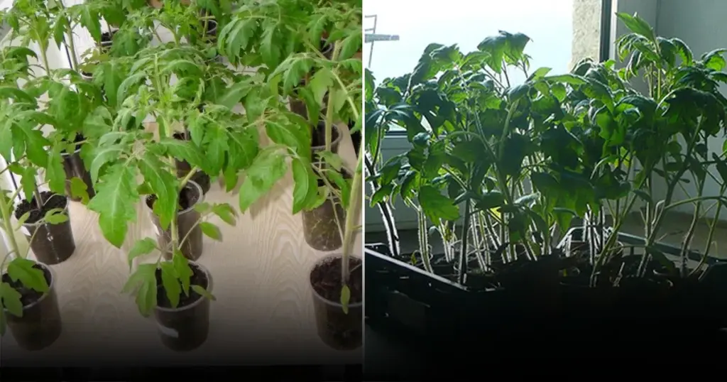 Рассада как на подбор: почему опытные дачники кладут в стаканчик эту таблетку