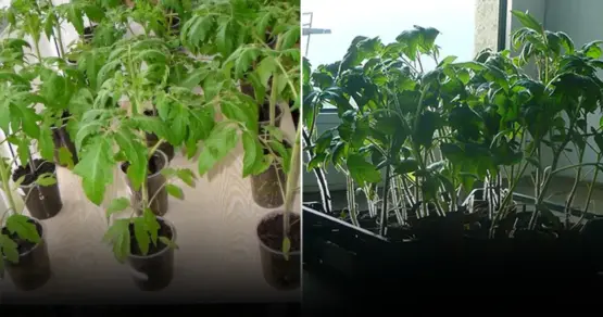 Рассада как на подбор: почему опытные дачники кладут в стаканчик эту таблетку