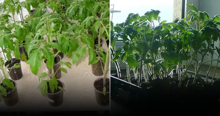 Рассада как на подбор: почему опытные дачники кладут в стаканчик эту таблетку