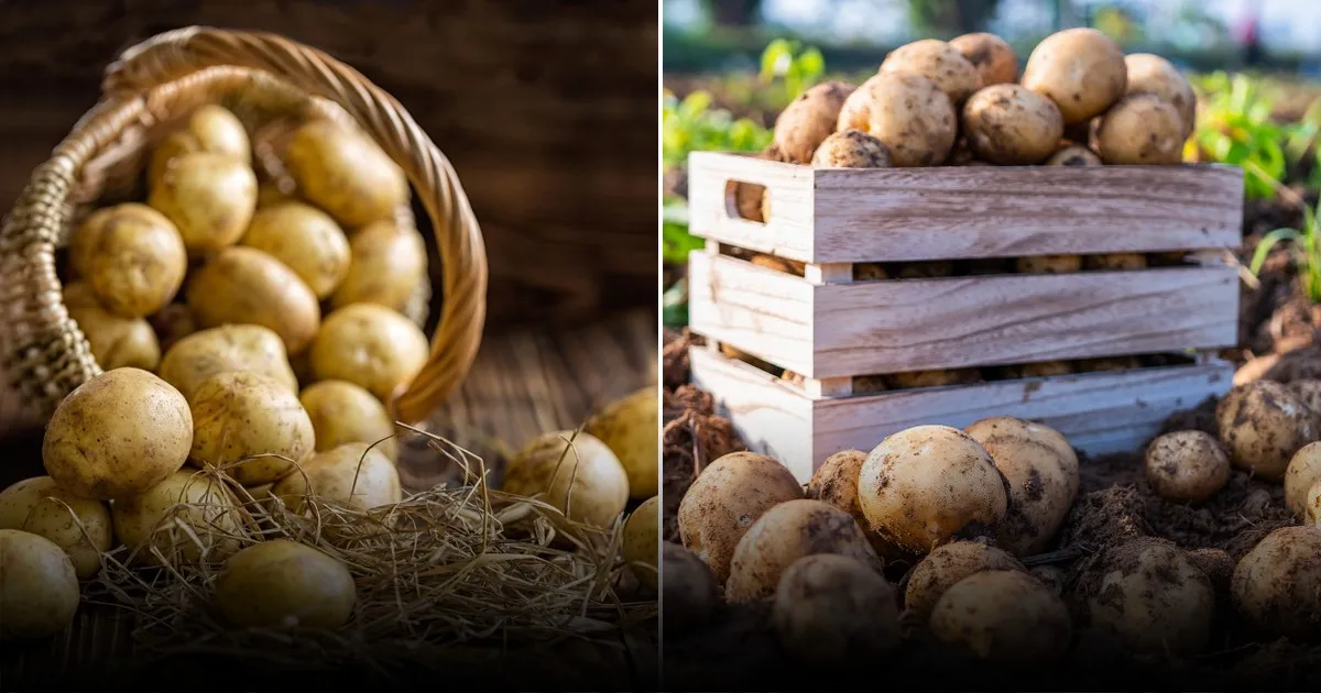 Что произойдет, если посадить картофель рядом с тыквой: последствия для всего огорода Что произойдет, если посадить картофель рядом с тыквой: последствия для всего огорода