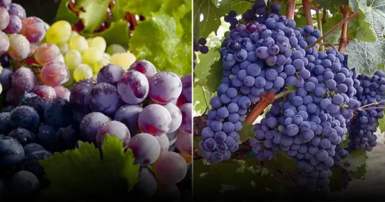 Защита винограда весенних заморозков: советы опытных виноградарей