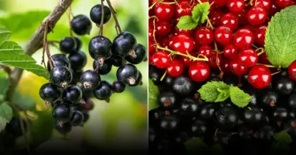 Известковый раствор  для смородины: укрепляет кусты и повышает урожайность