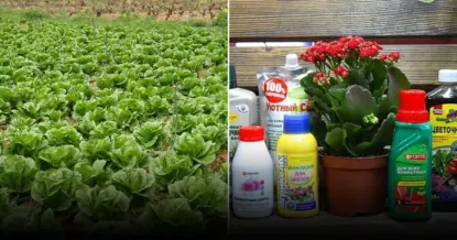 Выращивание свежей зелени дома: быстрый и простой способ