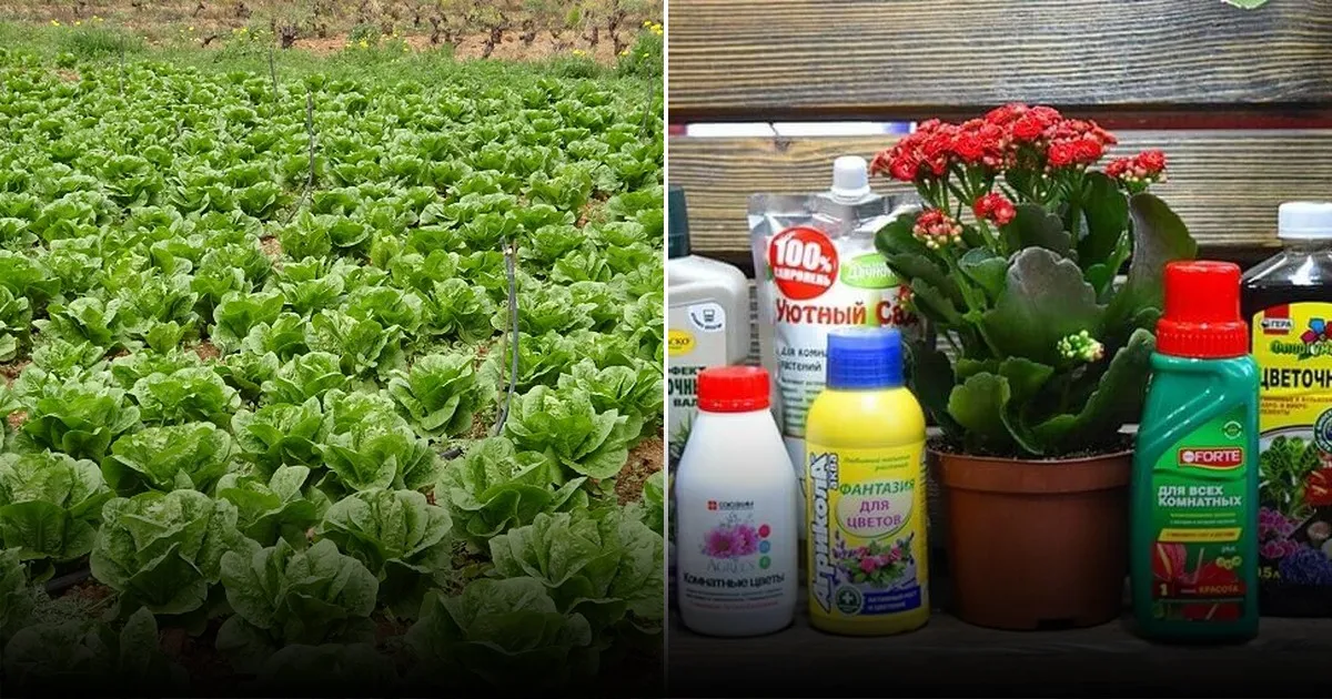 Выращивание свежей зелени дома: быстрый и простой способ Выращивание свежей зелени дома: быстрый и простой способ