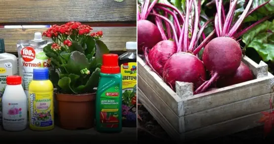 Почему уход за свеклой так важен для богатого урожая и сладких корнеплодов