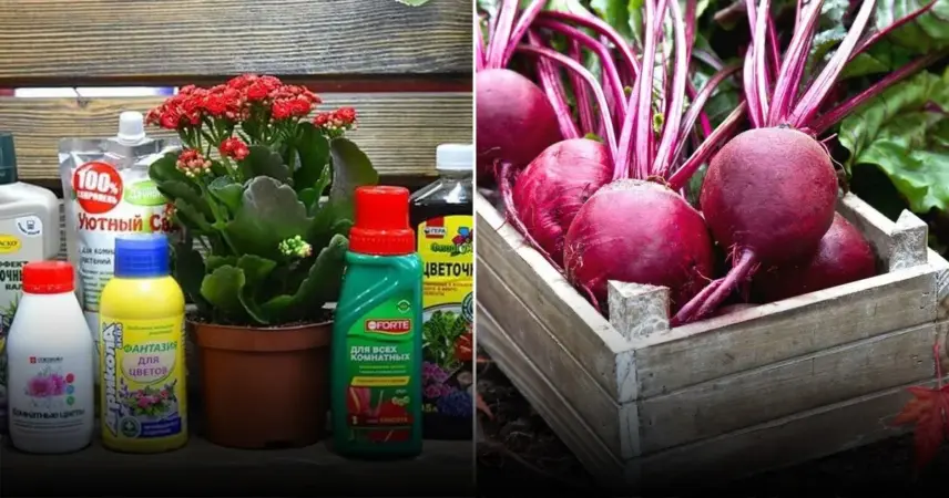 Почему уход за свеклой так важен для богатого урожая и сладких корнеплодов