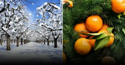 Эффективные способы зимнего укрытия деревьев: советы и материалы