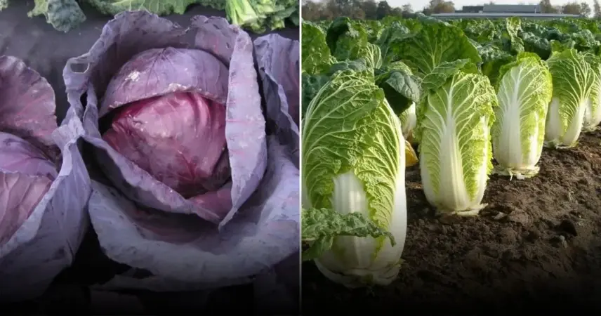 Правильный севооборот после капусты: как восстанавливать здоровье почвы