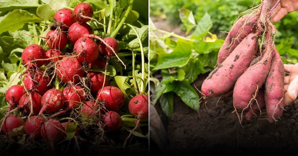 Почему урожай бывает низким: ошибки на этапе подготовки семян и посева