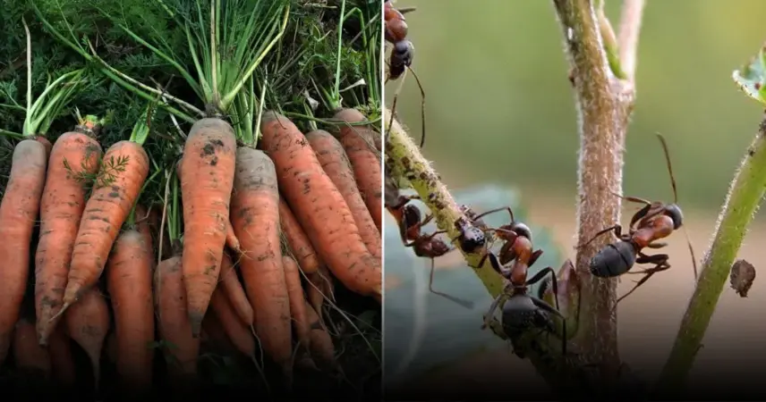 Названы эффективные народные методы борьбы с муравьями на участке