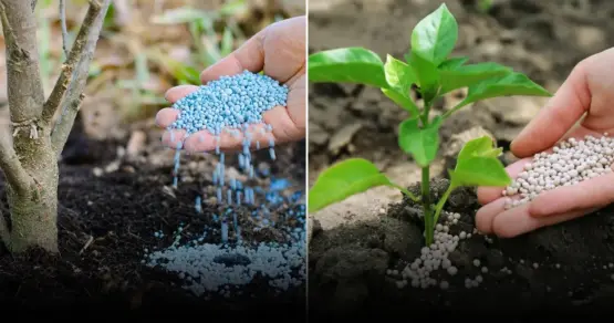 Какие культуры посадить после лука для восстановления почвы