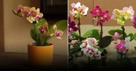 Эффективное стимулирование цветения орхидей через небольшие стрессовые ситуации