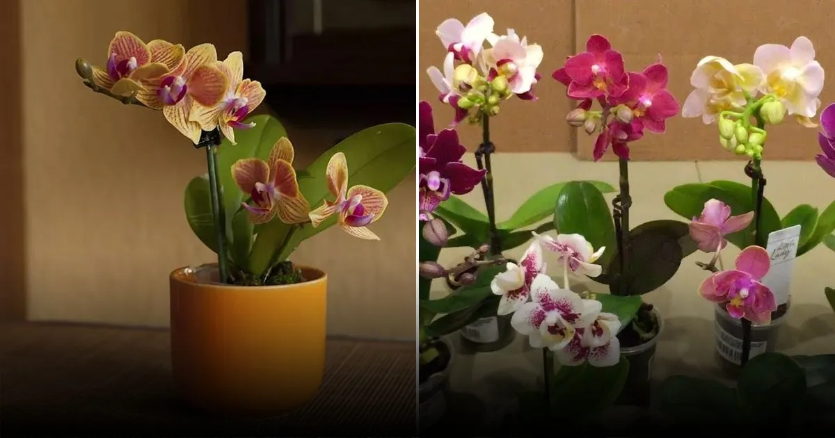 Эффективное стимулирование цветения орхидей через небольшие стрессовые ситуации