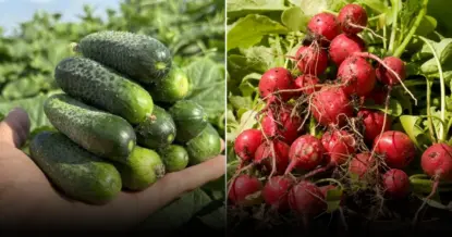 Выбор правильных соседей для огурцов: как обеспечить богатый урожай