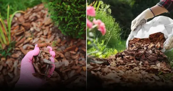 Эксперты объяснили значение правильного выбора мульчи для хвойных