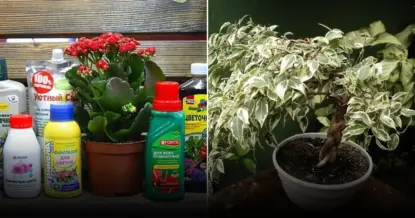 Как использовать зубную пасту в саду и огороде: универсальные хитрости для садовода