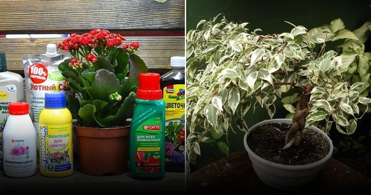 Как использовать зубную пасту в саду и огороде: универсальные хитрости для садовода