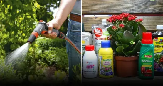 Эффективный полив: секреты глубокого увлажнения для здорового сада