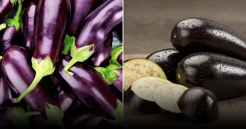 Баклажаны сбрасывают бутоны: где разместить рассаду для хорошего урожая