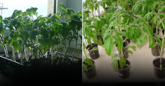 Крепкие, как дуб, томаты: почему рассада получается тонкой и что нужно делать сейчас