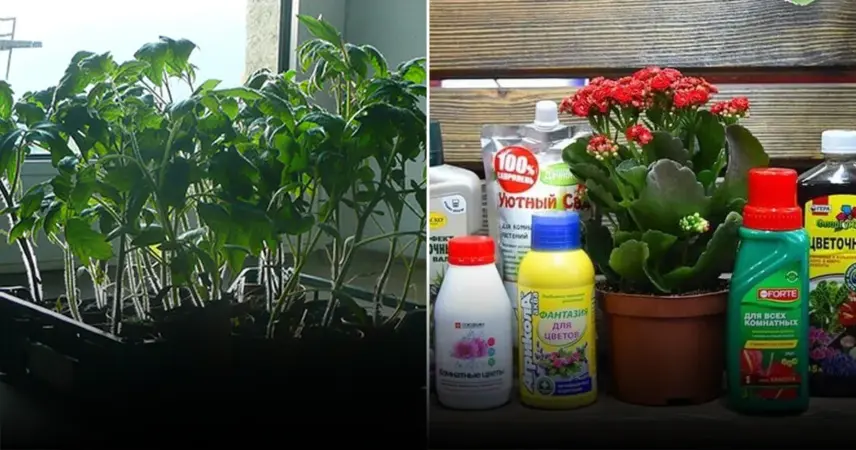 Спасение молодой рассады: причины гибели в первые дни и рекомендации