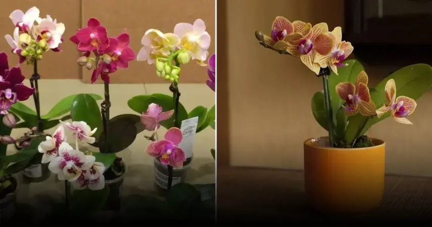 Домашние рецепты для стимулирования цветения орхидей