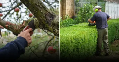 Названы экологичные способы использования колючих веток после обрезки в саду