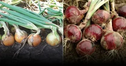 Подготовка к зимней посадке лука: советы для высокого урожая