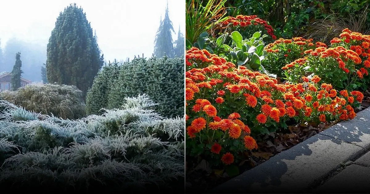 Почему стоит посадить бархатцы в октябре: сочетание красоты и пользы для огорода Почему стоит посадить бархатцы в октябре: сочетание красоты и пользы для огорода