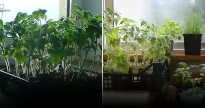 Правильная пикировка рассады: советы и ошибки