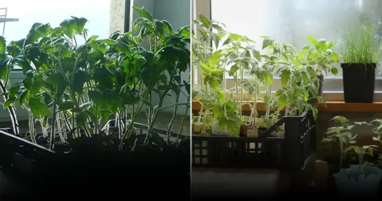 Правильная пикировка рассады: советы и ошибки