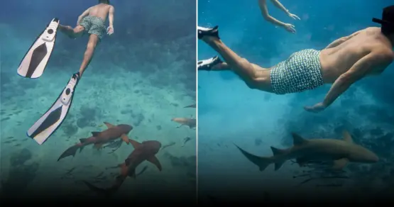 С какими акулами можно поплавать, и почему это безопасно