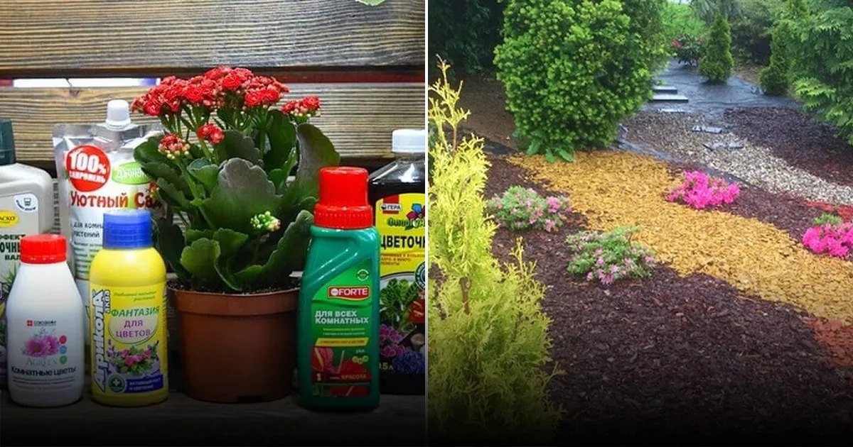 эксперты рассказали, как привлечь стрекоз в сад для защиты от вредителей