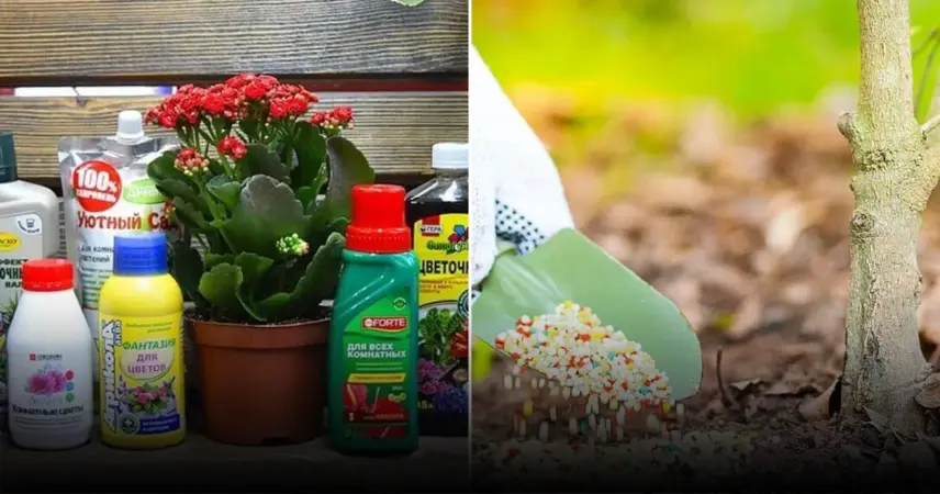 Простое средство для улучшения роста растений: не все дачники знают