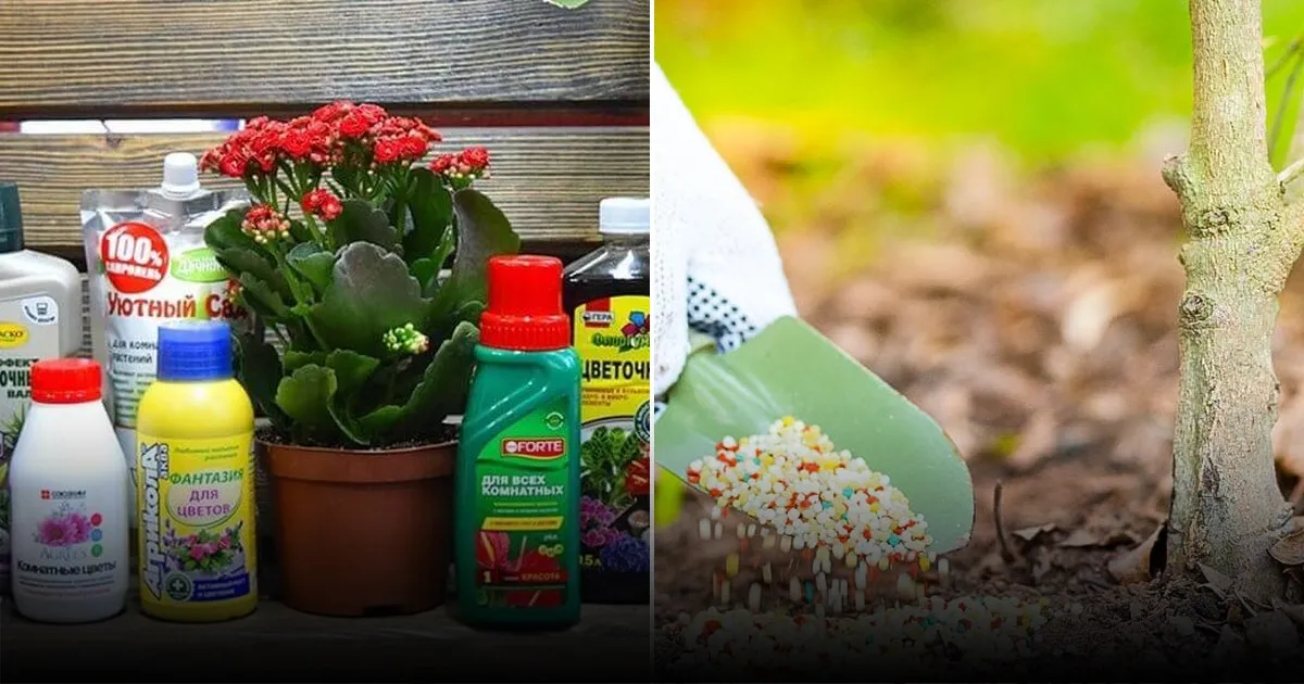Простое средство для улучшения роста растений: не все дачники знают