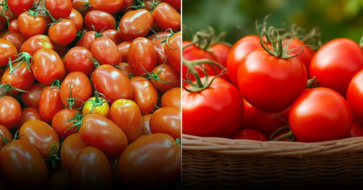 Эффективное использование томатных пасынков для борьбы с вредителями