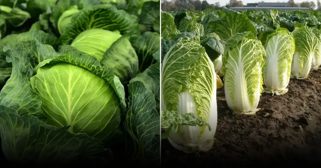 Названы правила использование яичной скорлупы для выращивания капусты