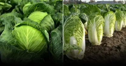 Названы правила использование яичной скорлупы для выращивания капусты