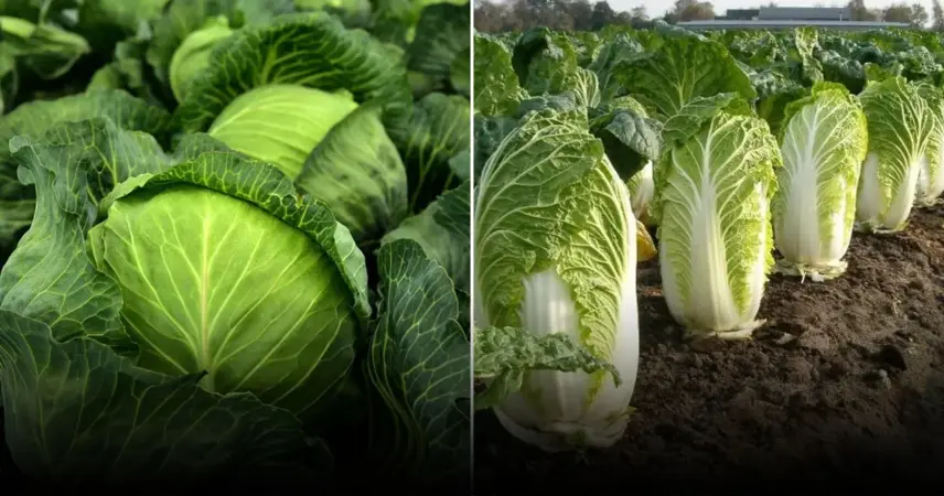 Названы правила использование яичной скорлупы для выращивания капусты