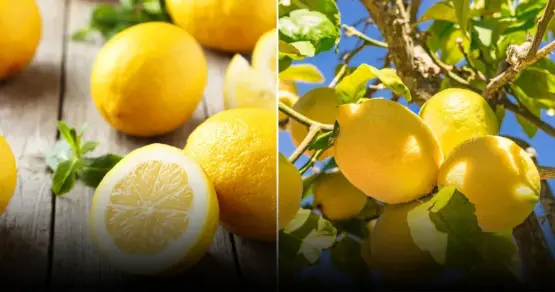 Универсальные применения лимонного сока для дома, сада и одежды