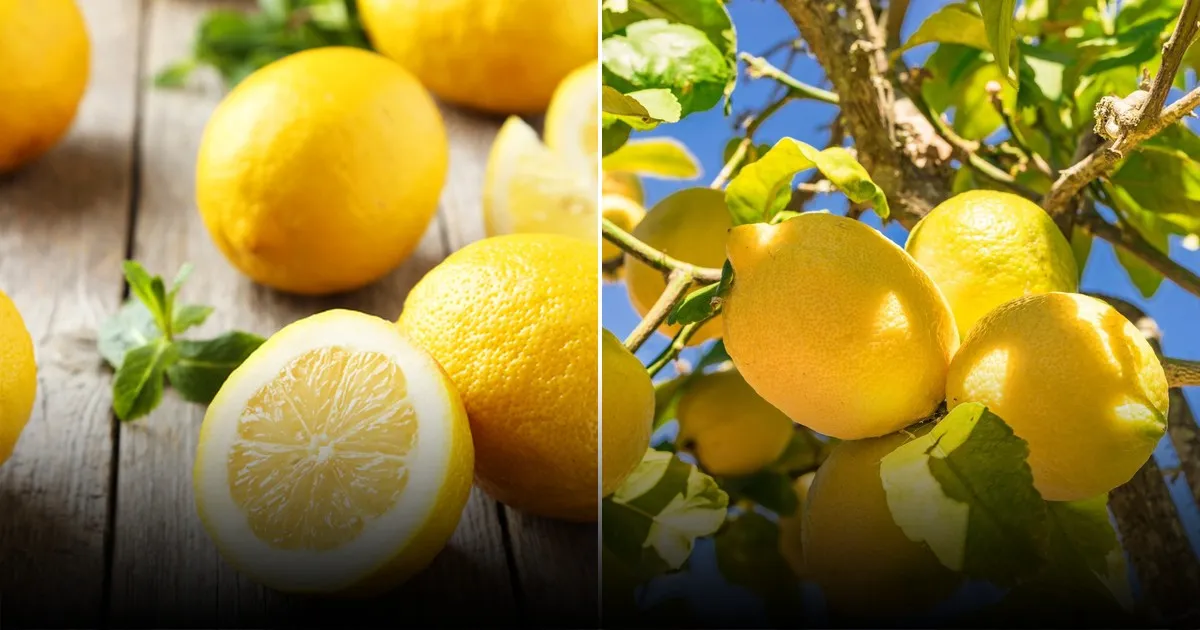 Универсальные применения лимонного сока для дома, сада и одежды