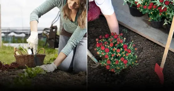Апрельские работы для садоводов и огородников: посевы, пикировка и цветник