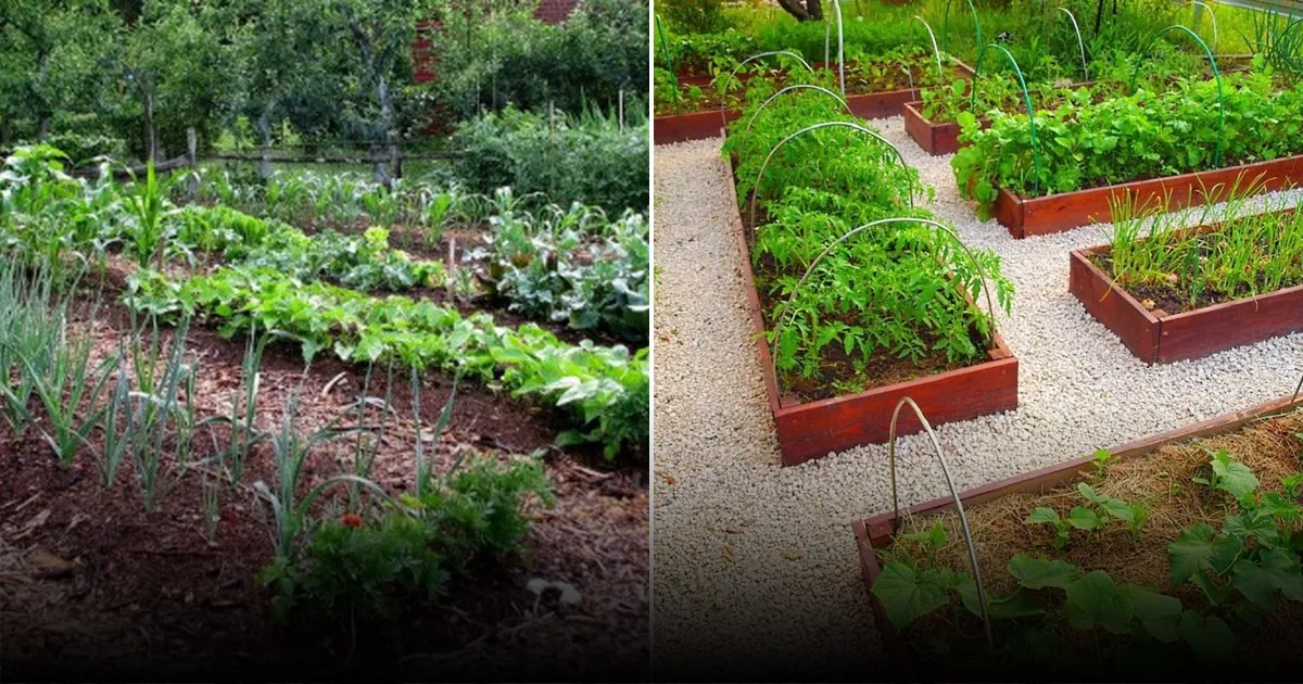 Высокие грядки: преимущества, строительство и уход
