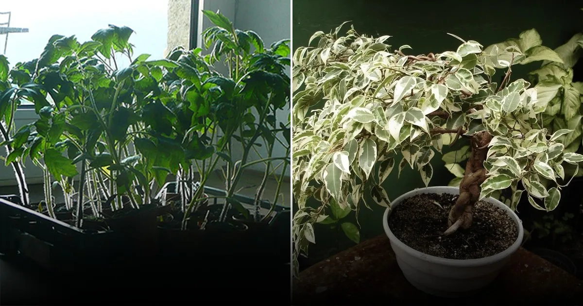 Названа главная опасность для рассады в прозрачных стаканчиках Названа главная опасность для рассады в прозрачных стаканчиках