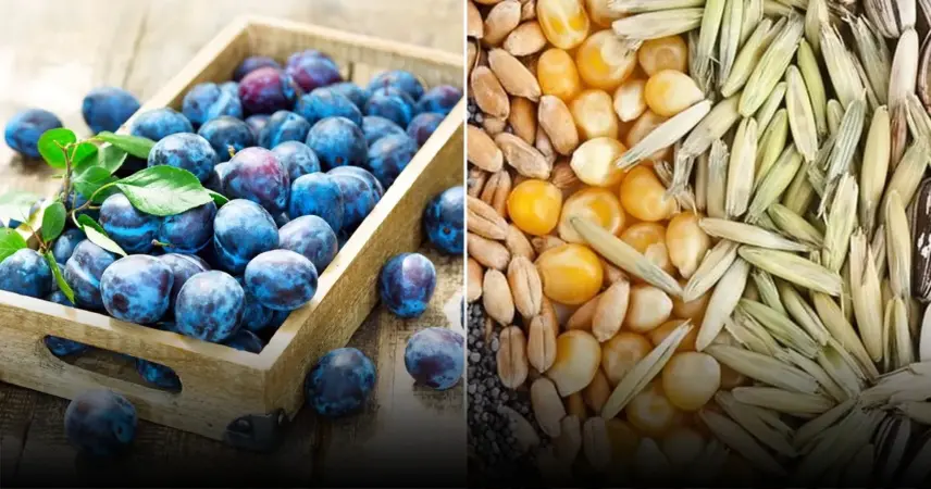 Почему важно правильно хранить семена: секреты сохранения всхожести и урожая