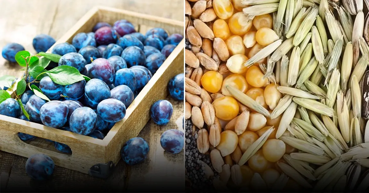 Почему важно правильно хранить семена: секреты сохранения всхожести и урожая Почему важно правильно хранить семена: секреты сохранения всхожести и урожая