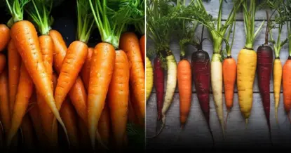 Почему лучше собирать морковь вечером: важные советы фермеров