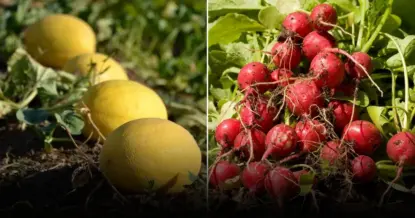 Правила севооборота для здорового и богатого урожая