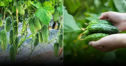 Незаменимый совет для огородников: как правильно пересаживать огурцы
